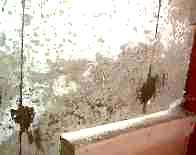 Efflorescence on concrete foundation below grade... YUCK!