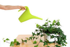 Use plants to give your office new life...