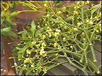 Mistletoe on the Natural Handyman home repair and do it yourself website