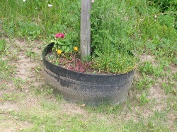 Tire used as planter