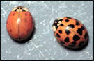 Asian Lady Beetle