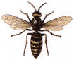 Hornet