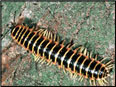 millipede