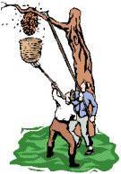 Taking down hornet nest from tree