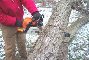  skæring af træ med motorsav 